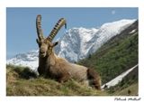 Cartolina dell'Ibex Capra in Vanoise