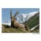 Cartolina dell'Ibex Capra in Vanoise