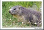 Carte postale la marmotte marmota marmota, Parc National de la Vanoise, Savoie