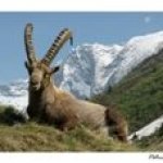 Cartolina dell'Ibex Capra in Vanoise