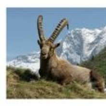 Cartolina dell'Ibex Capra in Vanoise